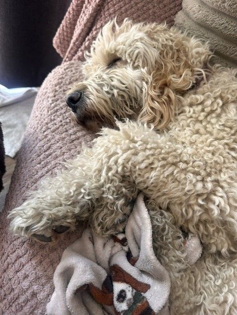 A cream cockapoo asleep curled up on a cushion