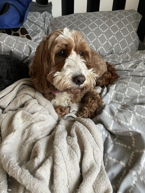 An apricot cockapoo tucked up in bed under a soft blanket