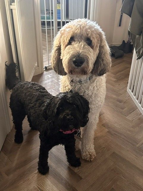 Two guest dogs standing in the hallway of the Ipswich home