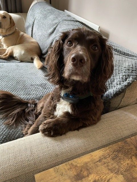 A chocolate cocker spaniel and a labrador settled together on the sofa