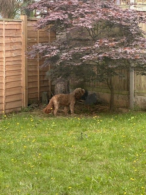 An apricot cockapoo exploring under the acer tree in the enclosed garden