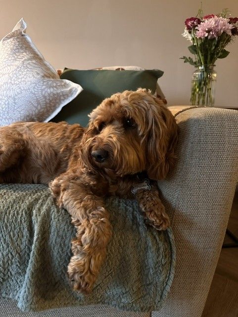 A ginger cockapoo resting on a green throw on the sitting room sofa