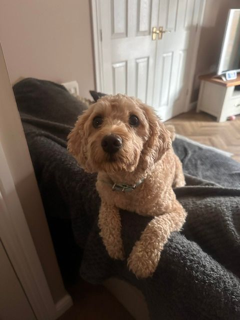 An apricot cockapoo perched on the back of the sofa