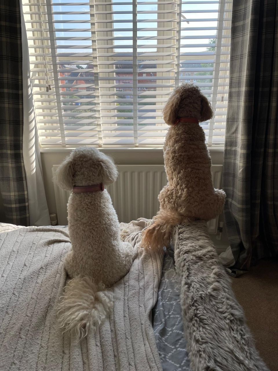 Two cream cockapoos sitting up at the window watching the street