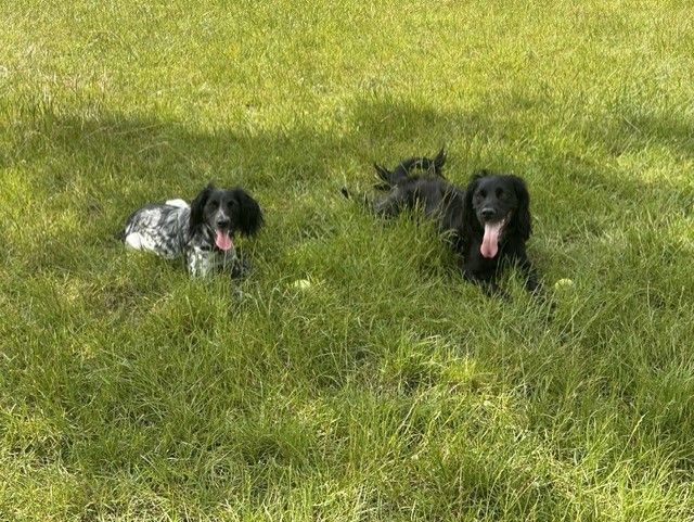 Two spaniels lying on the sunny lawn in the garden