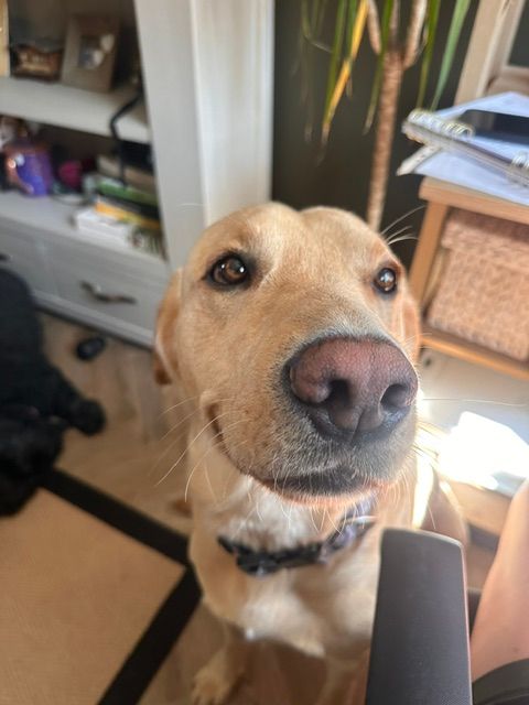 A yellow labrador looking up close to the camera indoors