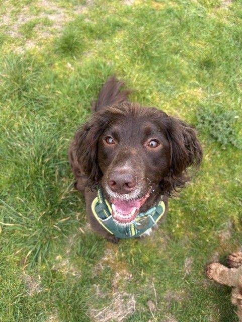 A chocolate cocker spaniel looking up at the camera in the garden