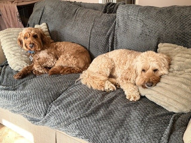 Two cockapoos settled together on the sofa in the sitting room
