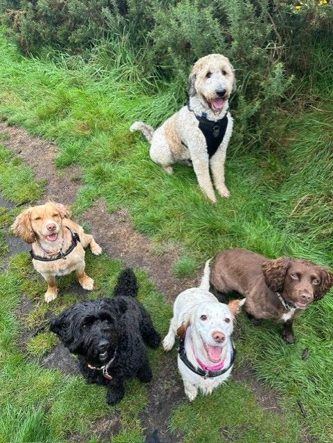 Five guest dogs sitting together on the grass during a group walk