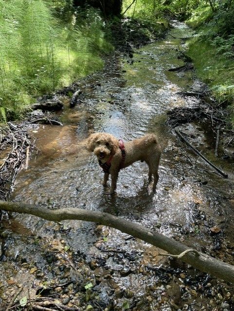 An apricot cockapoo standing in a shallow woodland stream on a local walk