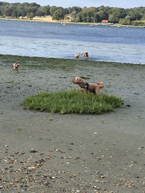 Dogs playing on the shoreline by the river near Ipswich