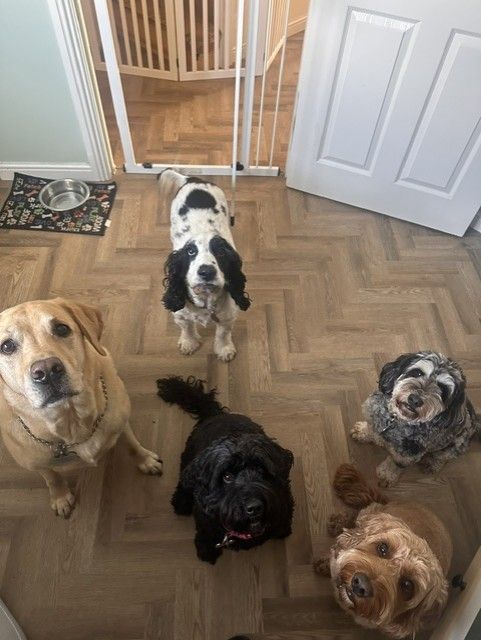 Five guest dogs sitting together on the kitchen floor at The Collar Club Ipswich