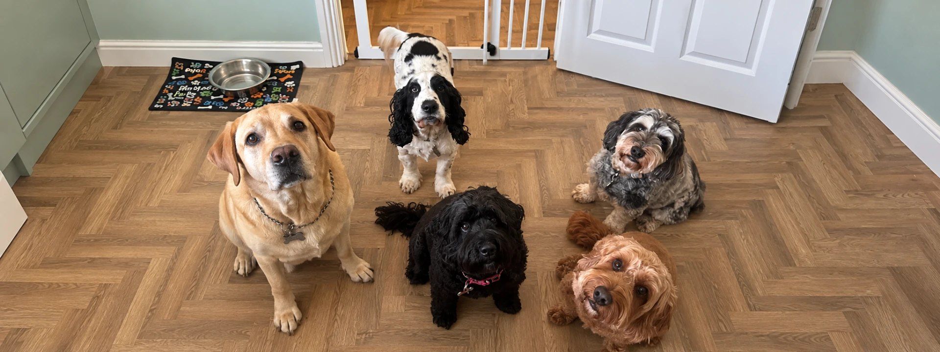 Five guest dogs waiting together on the kitchen floor at The Collar Club Ipswich