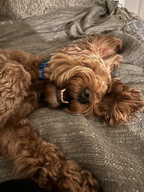 A cockapoo fast asleep upside down on a soft grey blanket