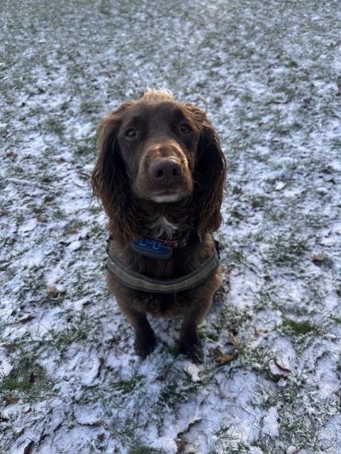 A chocolate cocker spaniel sitting on frosty, snow-dusted grass in winter